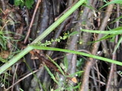 Cicuta bulbifera