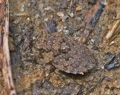 Gelastocoris oculatus