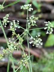 Cicuta bulbifera
