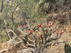 Cylindropuntia thurberi