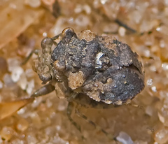 Gelastocoris oculatus