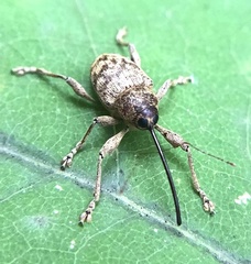 Curculio caryae