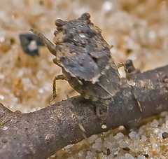Gelastocoris oculatus