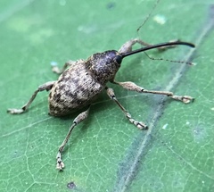 Curculio caryae
