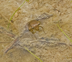 Gelastocoris oculatus