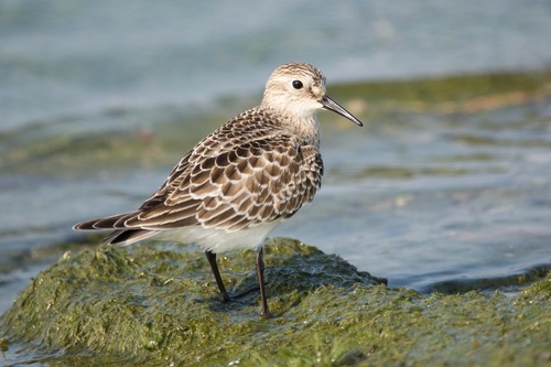 Correlimos de Baird (Calidris bairdii)