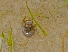 Gelastocoris oculatus