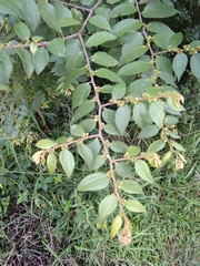 Ziziphus oenopolia