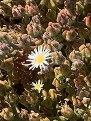 Mesembryanthemum nodiflorum