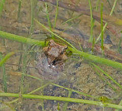 Gelastocoris oculatus