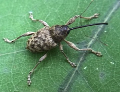 Curculio caryae