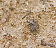 Gelastocoris oculatus