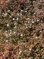 Mesembryanthemum nodiflorum
