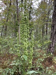Rumex britannica