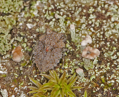 Gelastocoris oculatus