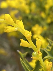 Synaphea