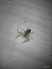 Lyssomanes viridis