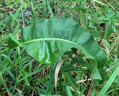 Rumex britannica