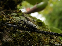 Ileomus