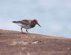 Calidris maritima