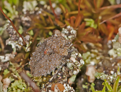 Gelastocoris oculatus