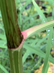 Rumex britannica