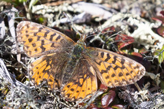 Boloria