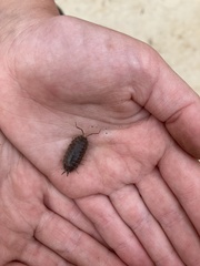 Porcellio