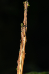 Pseudophasmatidae