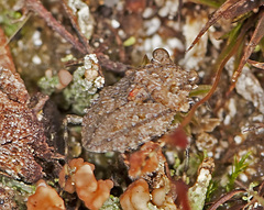 Gelastocoris oculatus