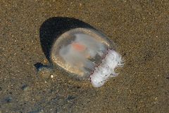 Polyorchis penicillatus