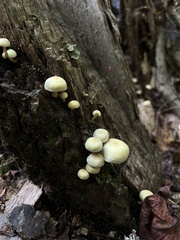 Hypholoma subviride