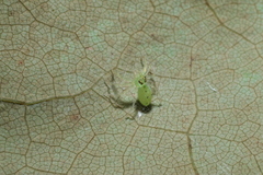 Lyssomanes viridis