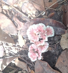 Podoscypha petalodes