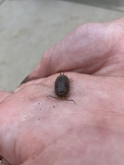 Porcellio