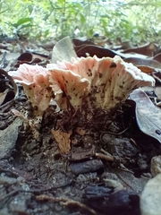 Podoscypha petalodes