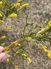Synaphea