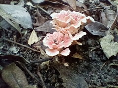 Podoscypha petalodes