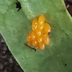 Coccinellidae