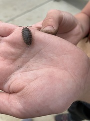 Porcellio