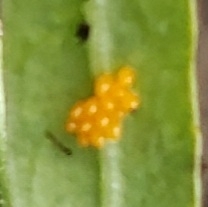 Coccinellidae