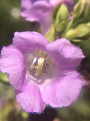 Agalinis auriculata