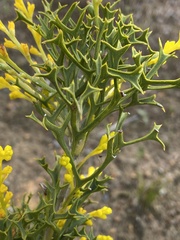 Synaphea