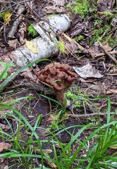 Gyromitra infula