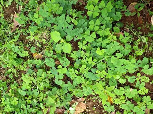 Oxalis tetraphylla