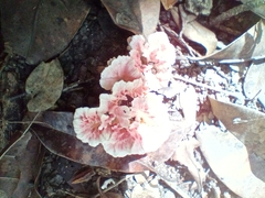 Podoscypha petalodes