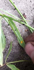 Coccinellidae