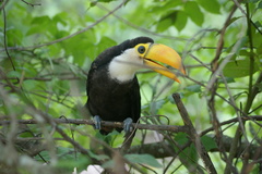 Ramphastos toco