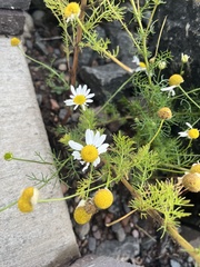 Matricaria chamomilla