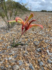 Anigozanthos humilis